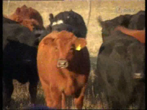 ETV kvaliteet n��d